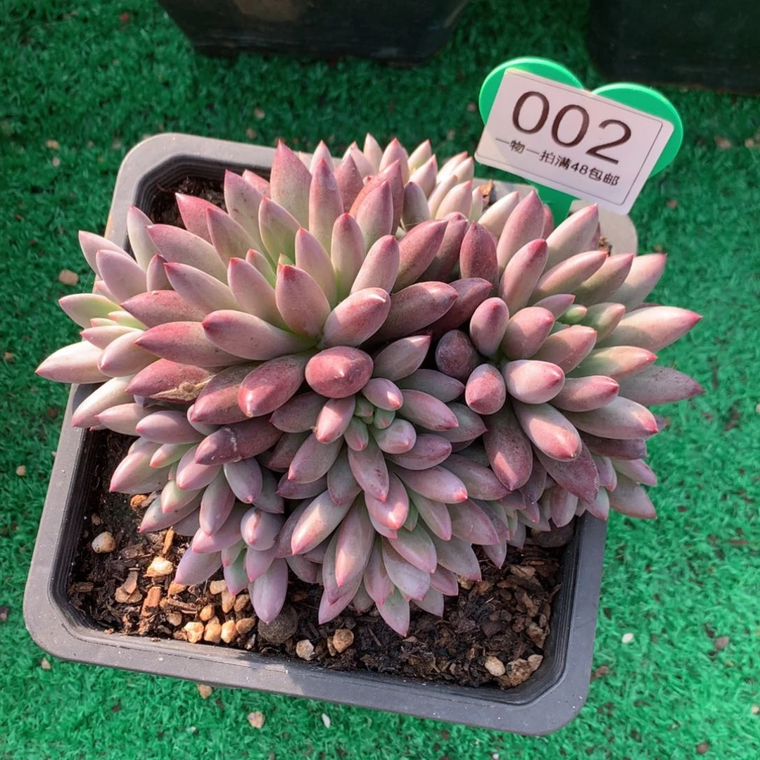 车厘子无砍平头13头002