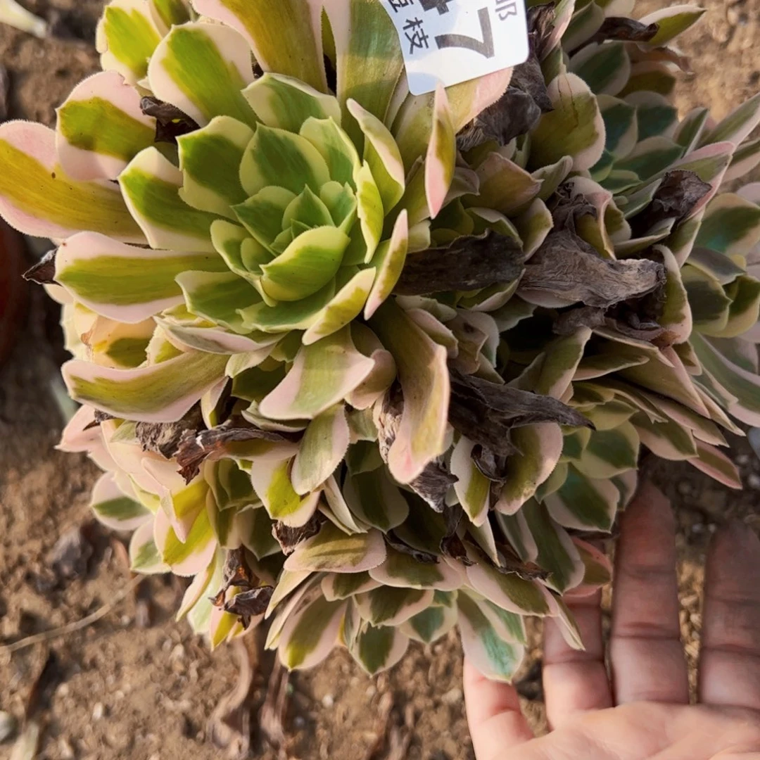 2347粉女巫多肉植物法师