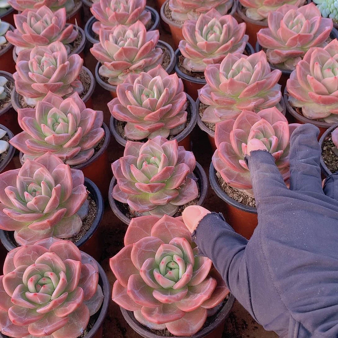 优选香槟34678899999000瓶