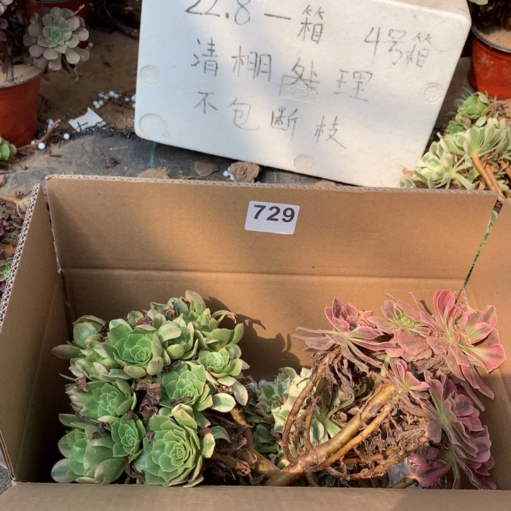 729四颗法师多肉