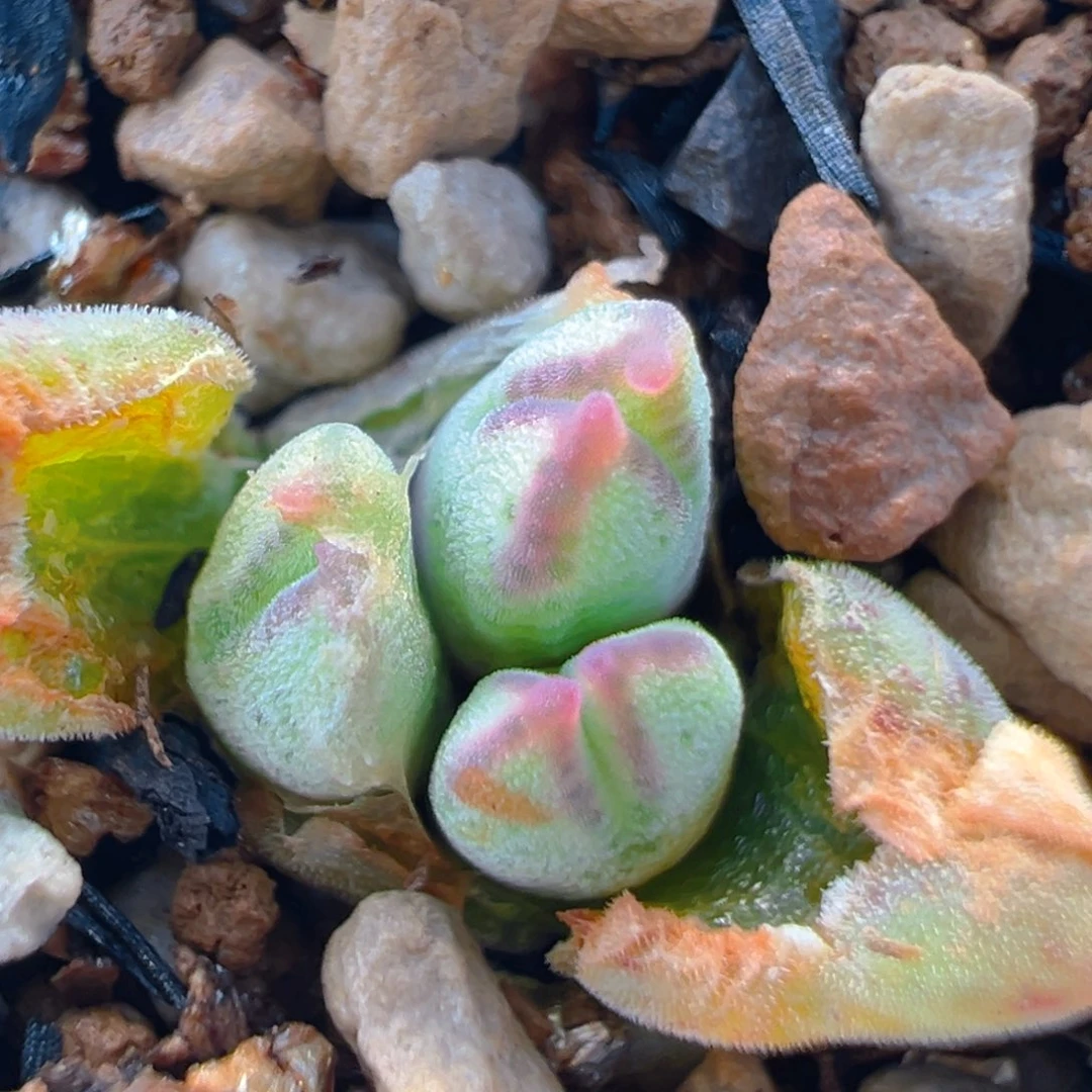 92多肉植物百科知识