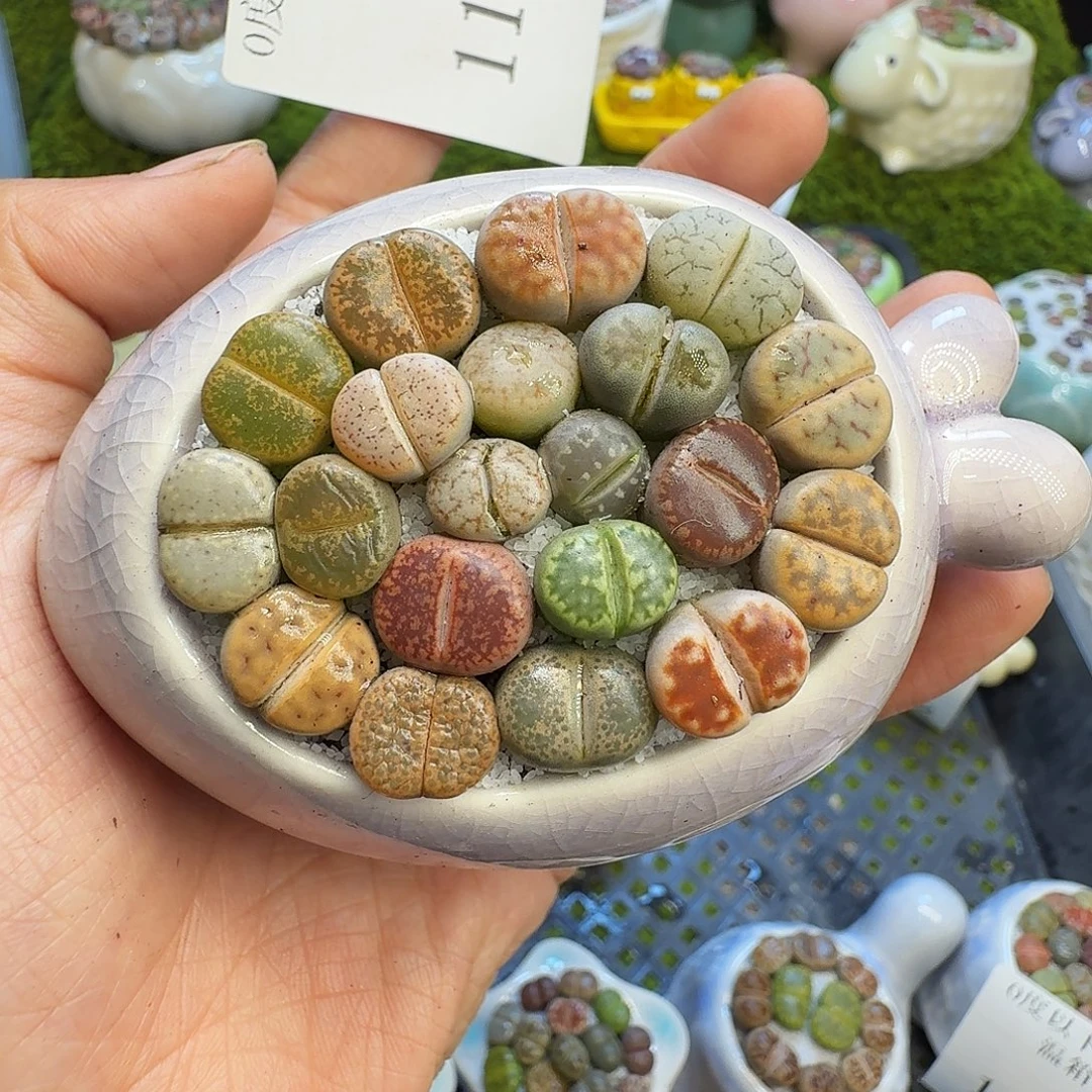 多肉植物福利冲1109