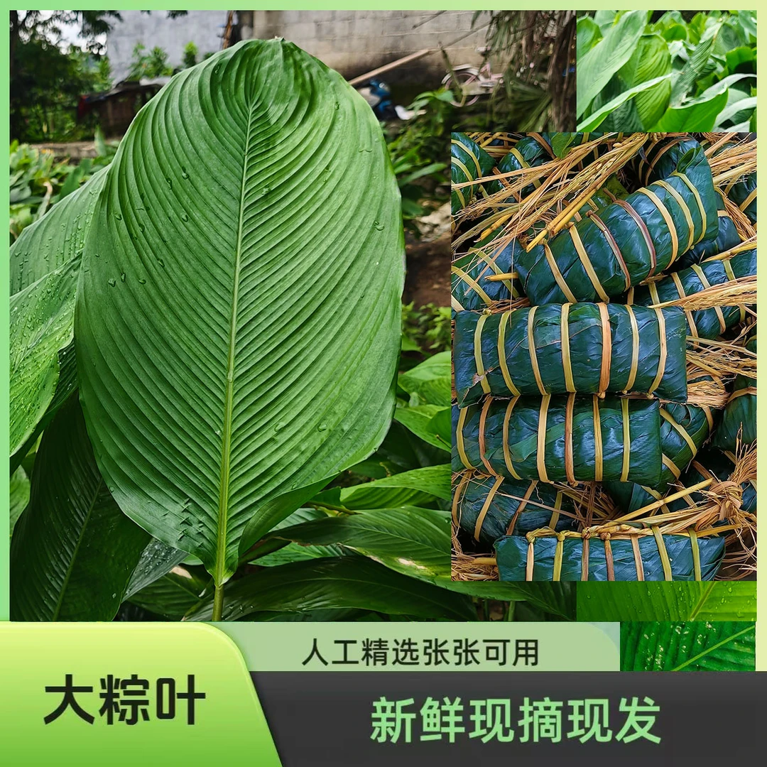 广西冬叶粽子叶大号现摘新鲜肇庆裹蒸粽叶冬叶大肉粽子叶柊叶