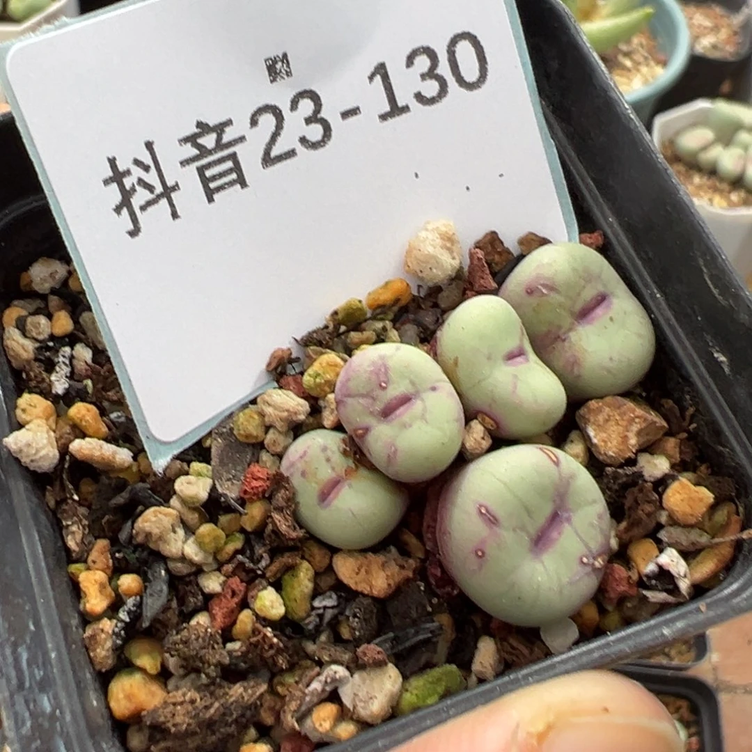 佛***怀23-130肉锥多肉植物