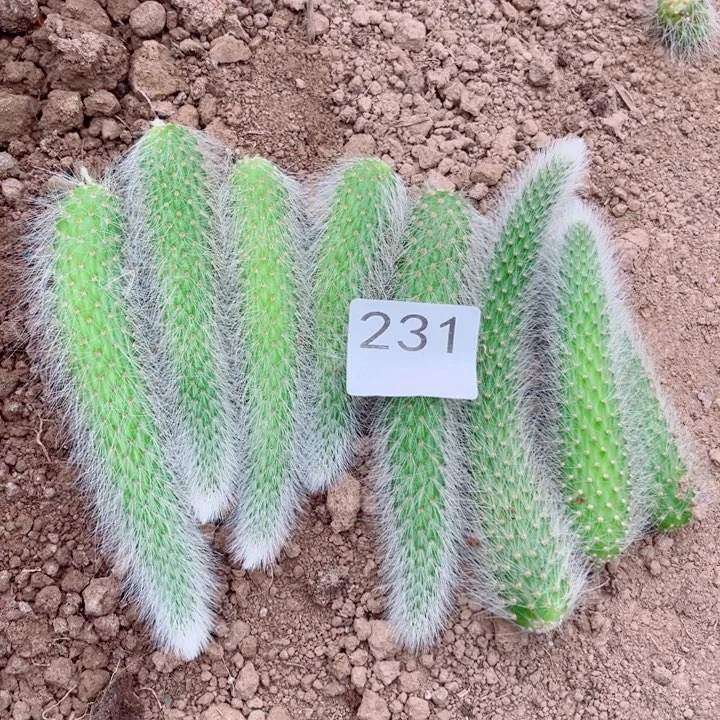 阳***烂橙色花8根枝条231