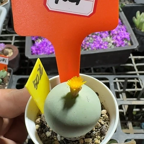 密密麻麻密密麻麻7051