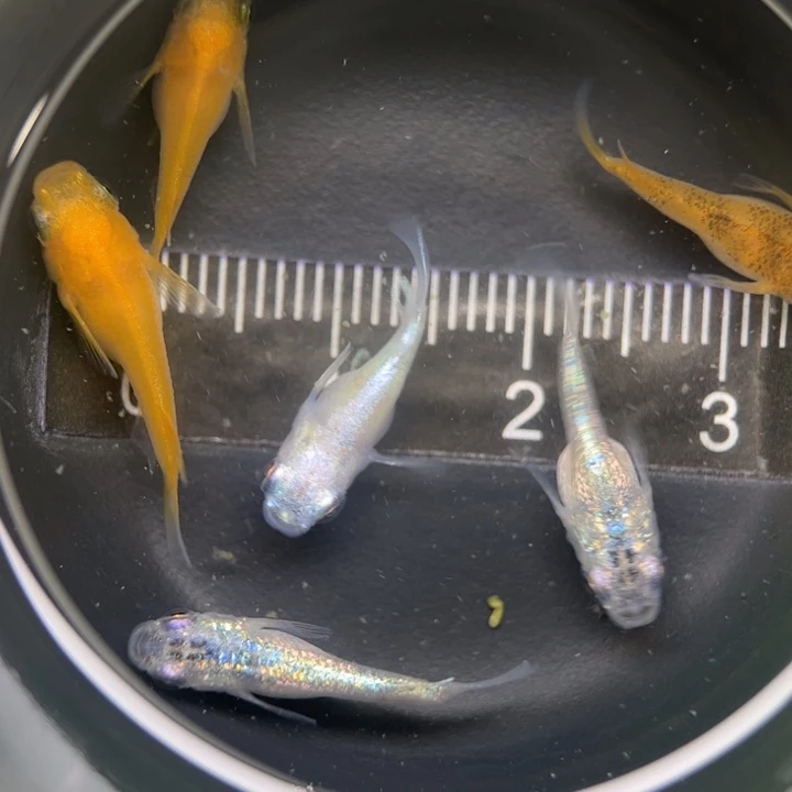 海水阿玲青鳉39号