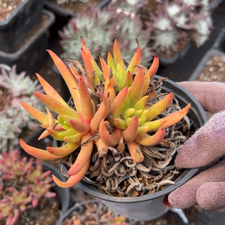 1541哈哈哈哈哈哈哈