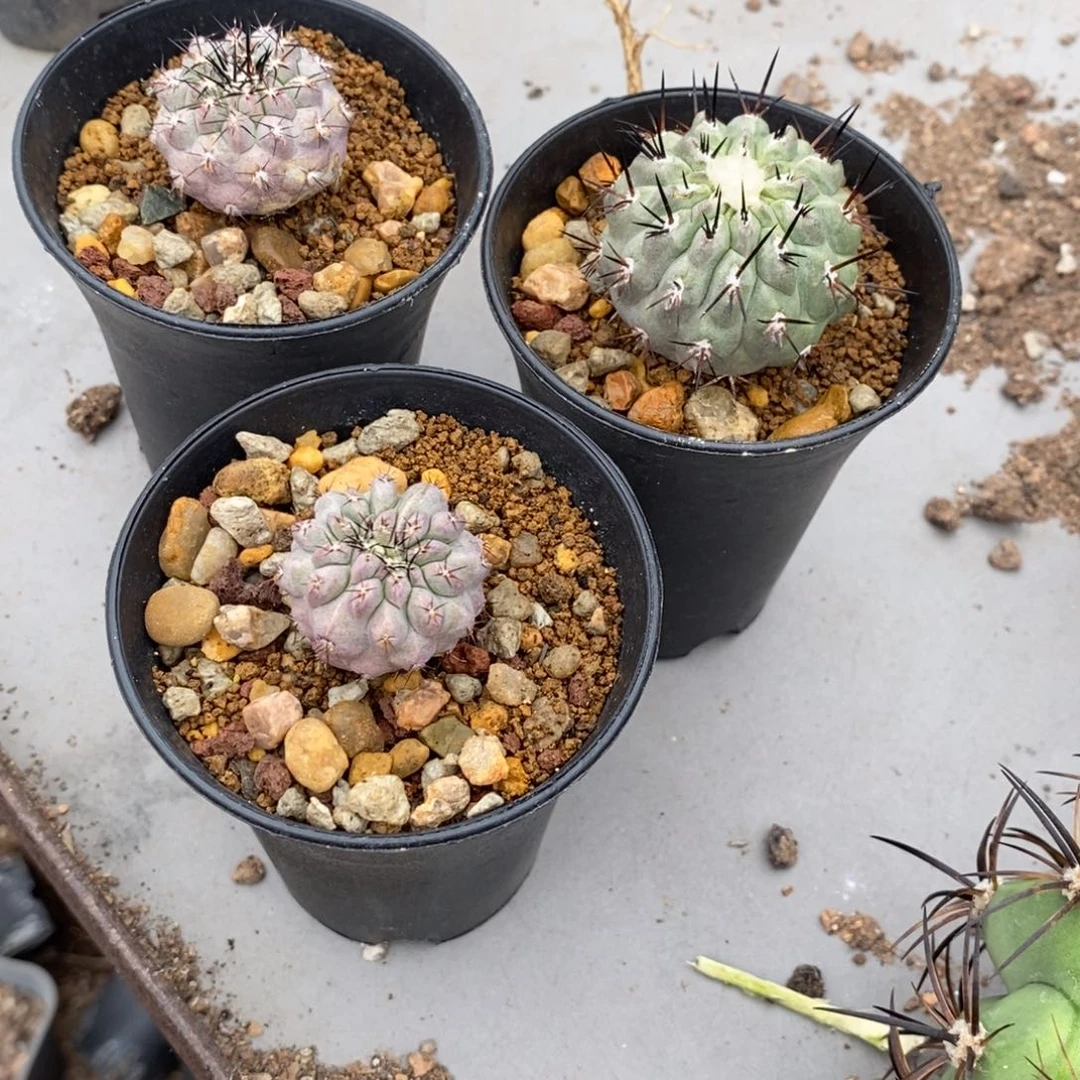 里****）3颗龙爪球侧牙自根仙人球