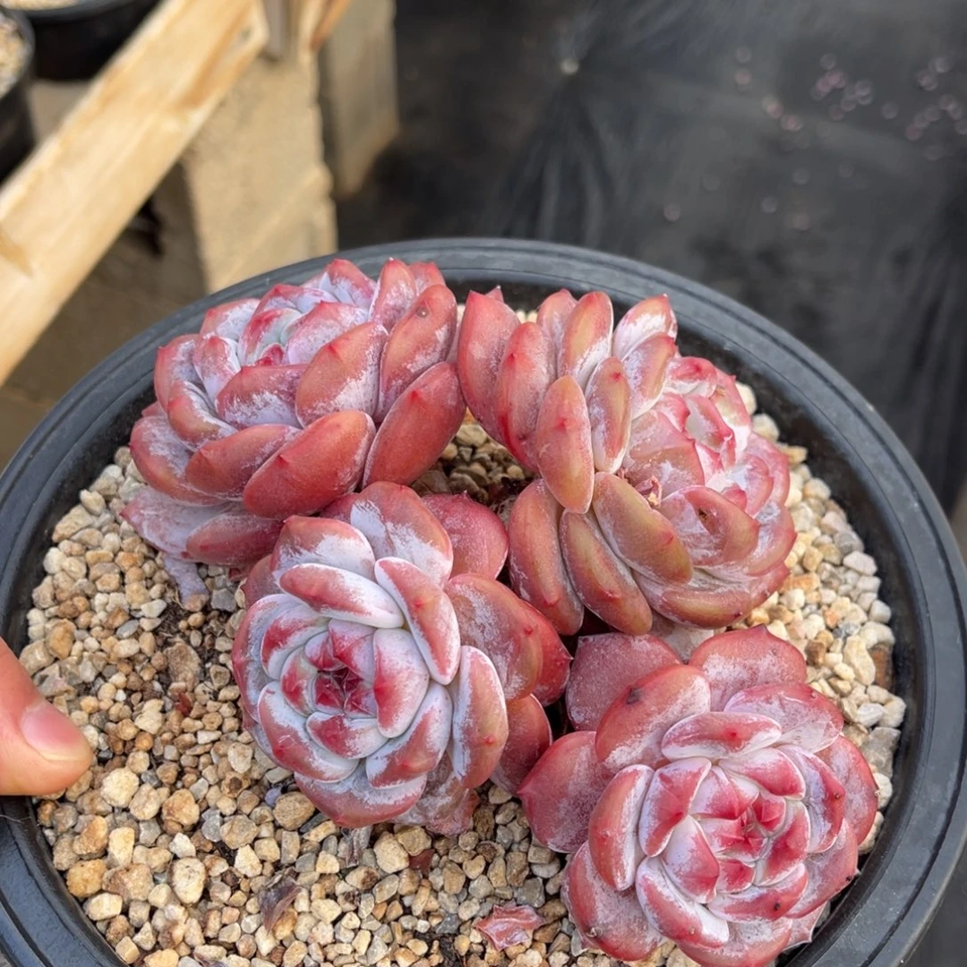石榴籽星影默认摘心
