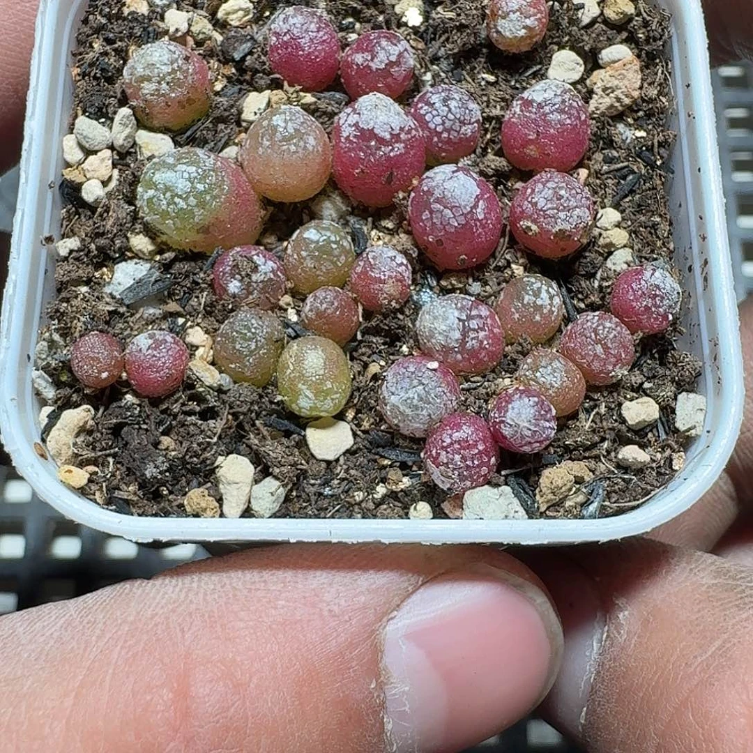 252 多肉植物多肉植物