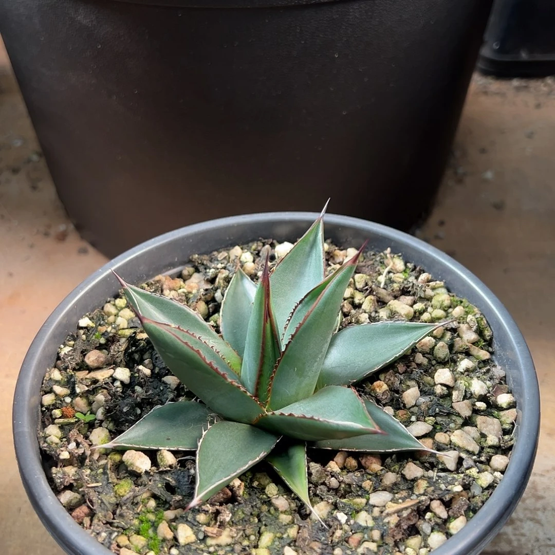 无花朵多肉植物厚叶亚利桑那