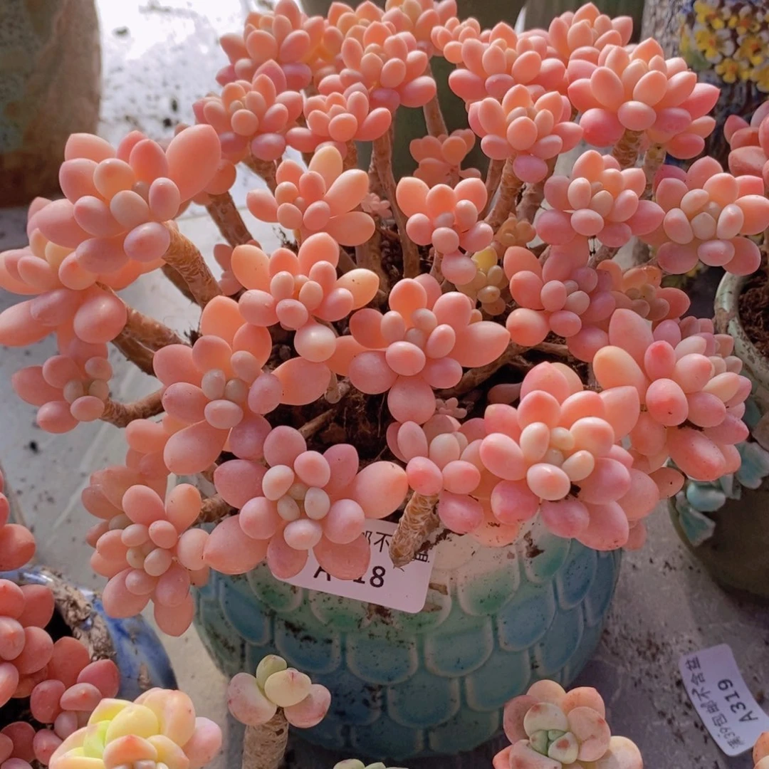 冰淇淋鱼子酱老桩17cm318多肉植物