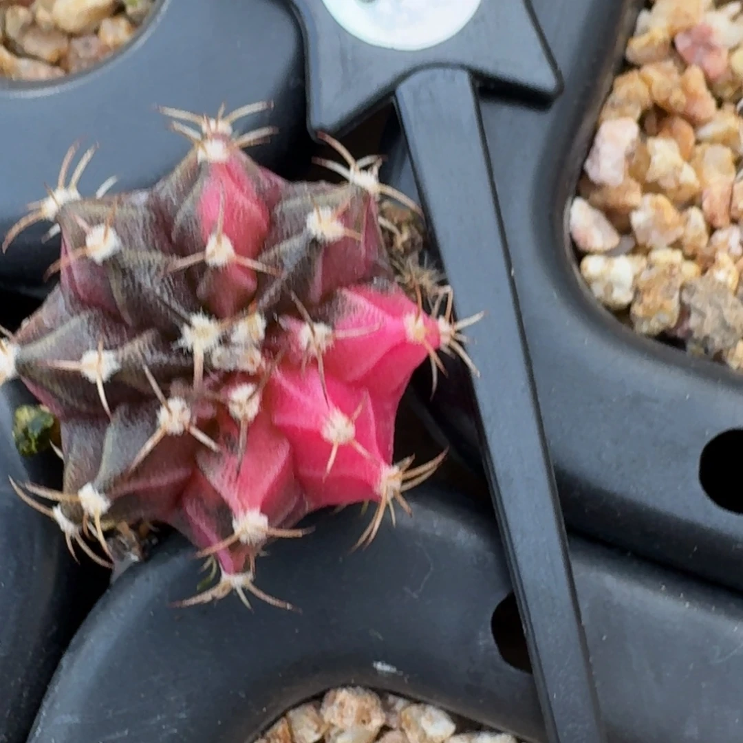 英***英米哈实生自然锦377