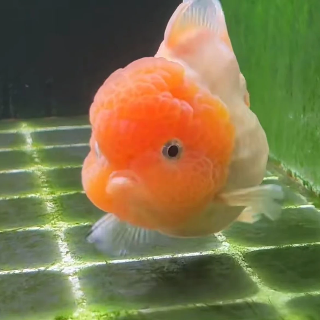 泰狮兰寿冷水观赏鱼苗好养耐活淡水活体金鱼