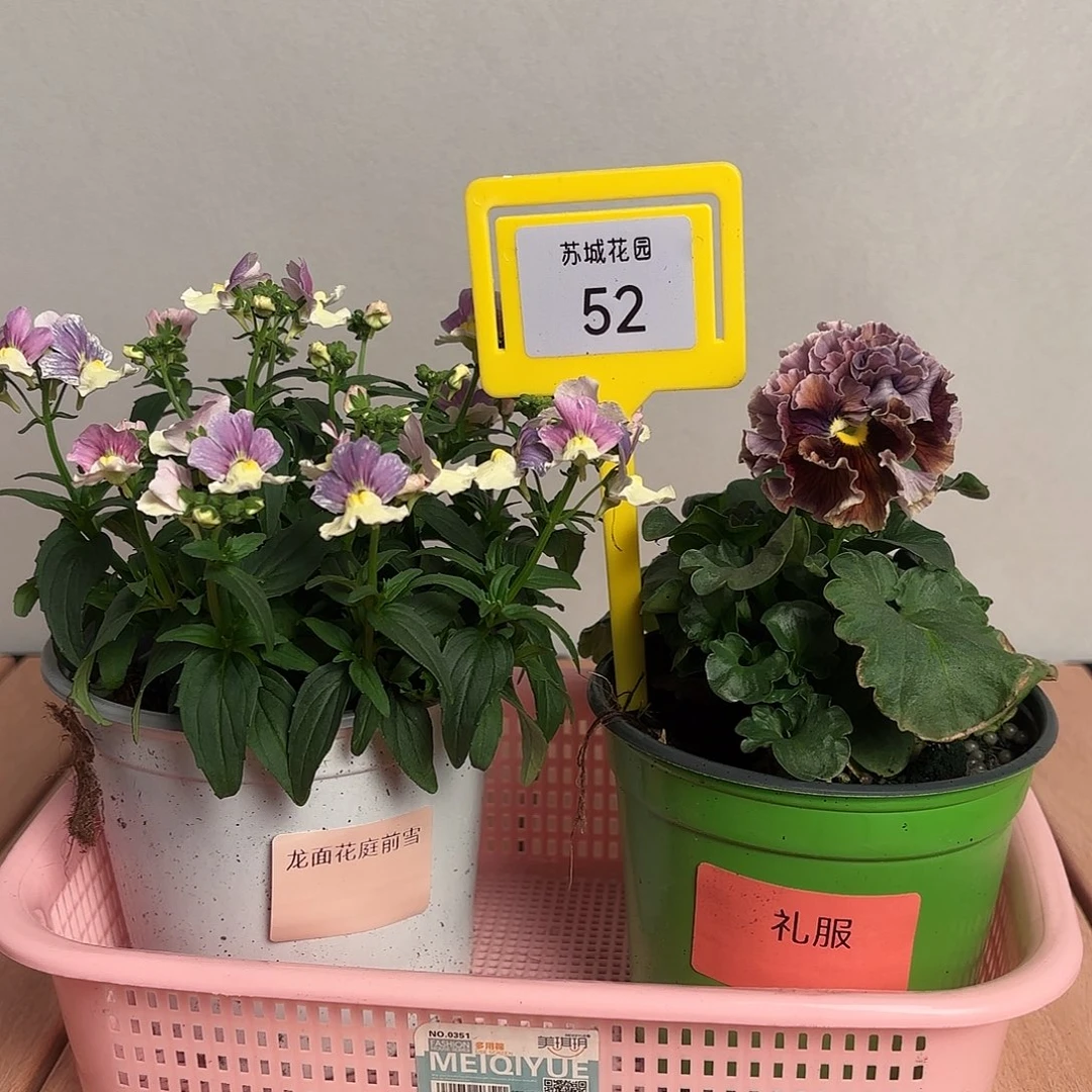 大部分开放少量花苞52