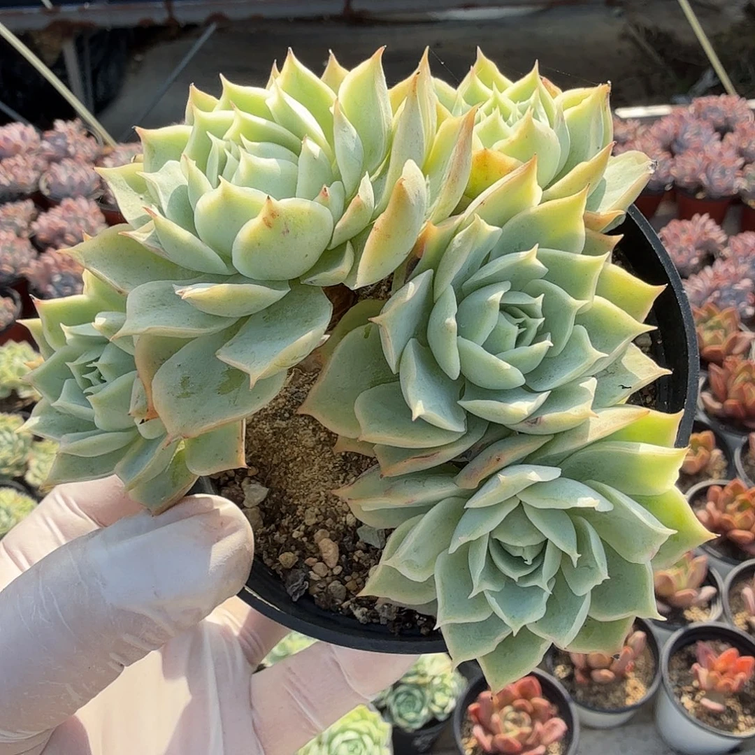 675多头无砍霜莲满20包邮
