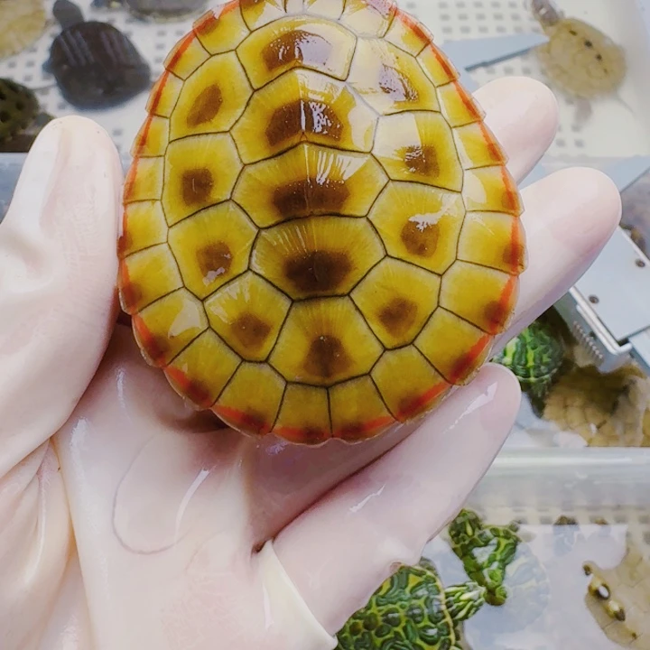 小***菇母绿毛龟22222222222