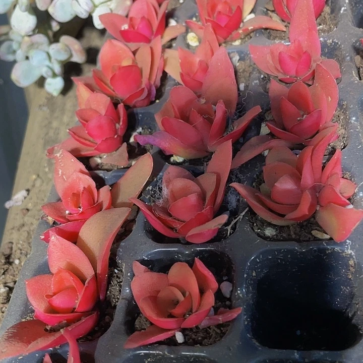 小火鸡1元带土发