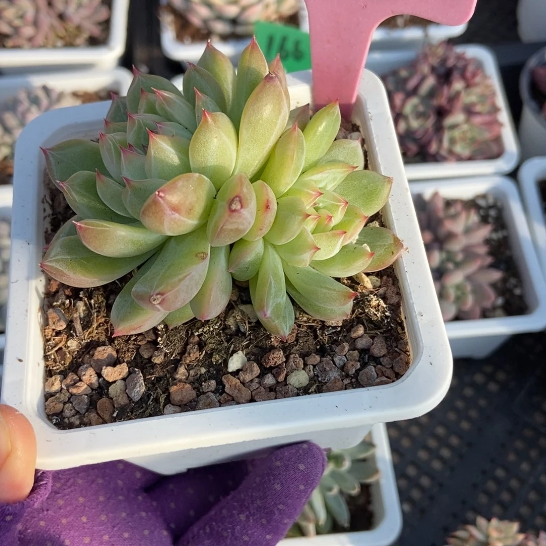 945雪花珍妮多肉植物