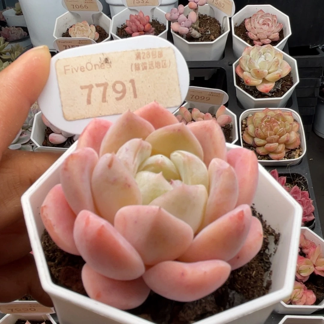 和田玉7791-5.0厘米