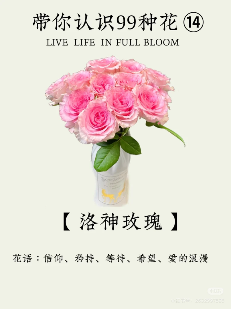 [洛神]单头玫瑰鲜切花云南基地直发20枝(任意两单包邮)