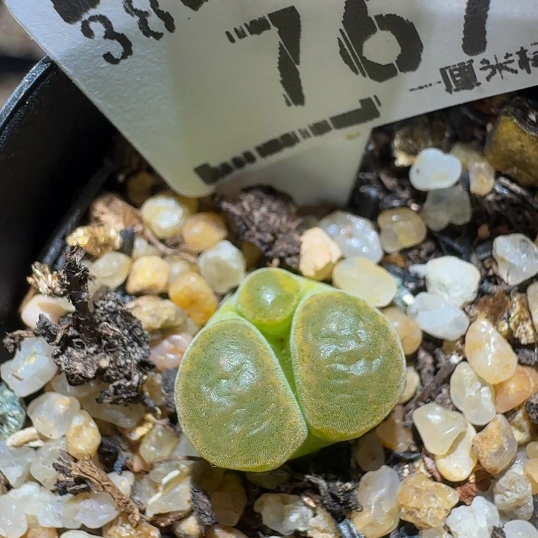 zzzz生石花肉锥767