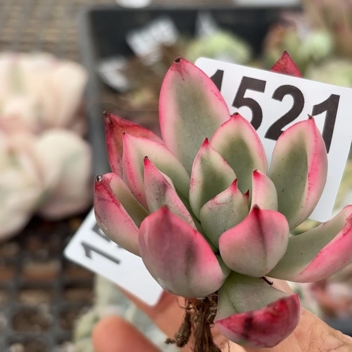 鹰嘴红锦满18包邮当场凑单凑不满发顺丰到付