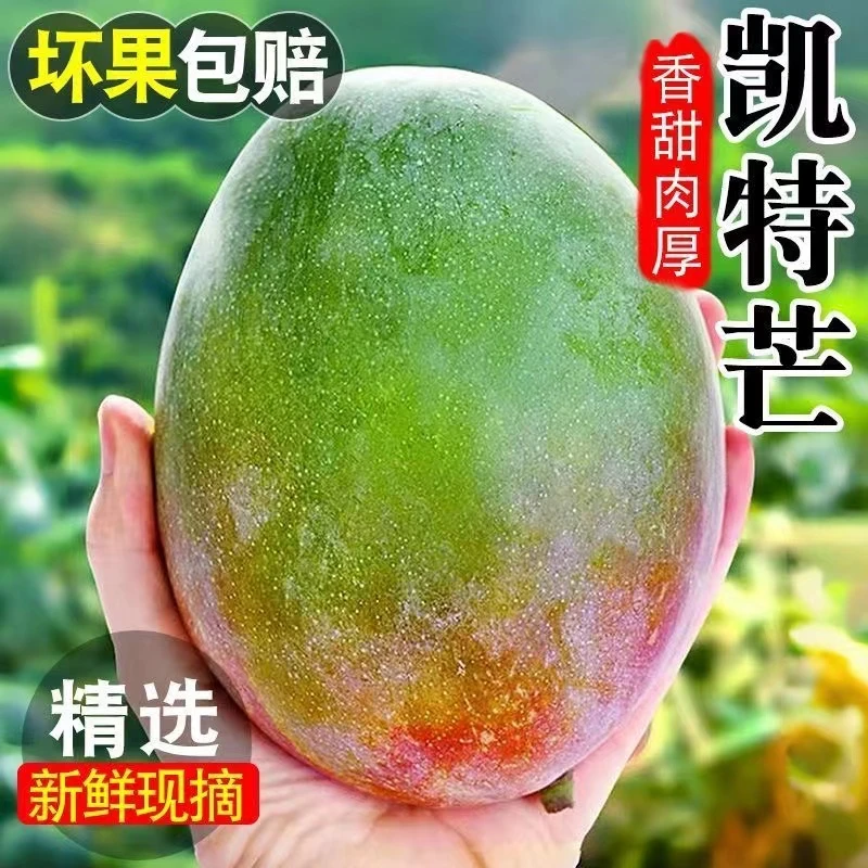 【申通甄选】四川攀枝花高山晚熟凯特芒孕妇食品农家自种