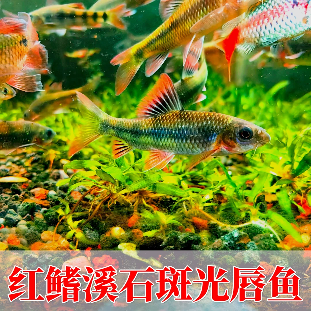 红鳍溪石斑鱼苗群游冷水野生光唇鱼淡水溪石斑好养条纹冷水鱼