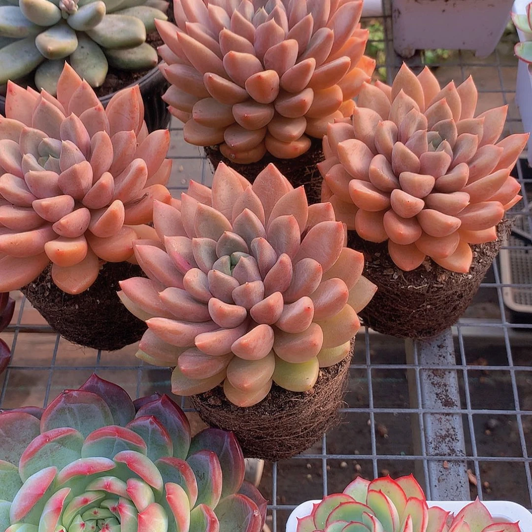 大单头红象牙346789000000