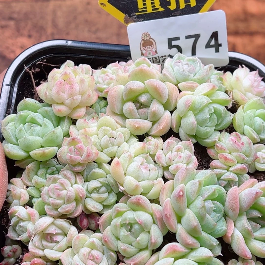 多肉植物多肉植物