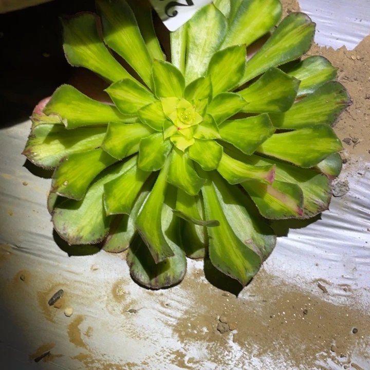 知否多肉植物多肉229
