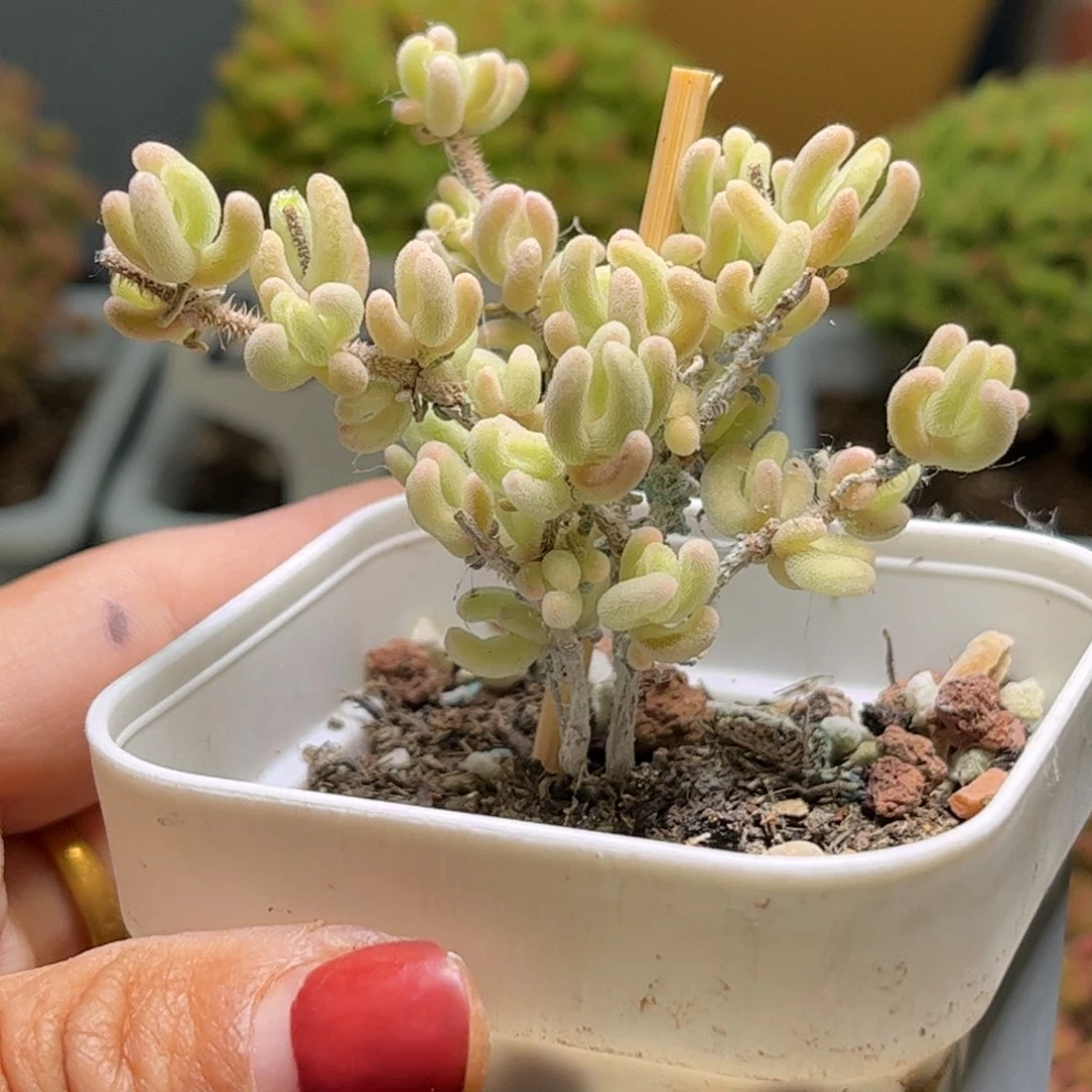 敷*（橙叶锦优选枝干番杏