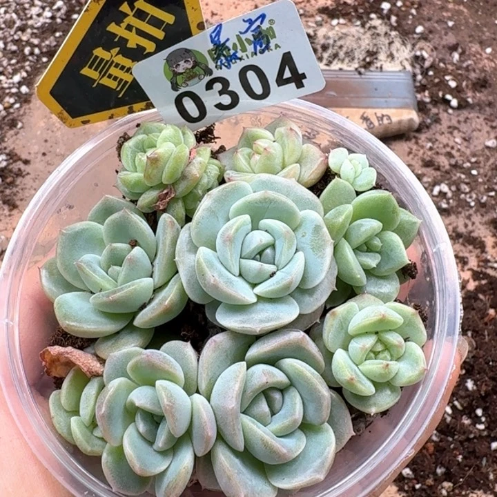 多肉植物多肉植物