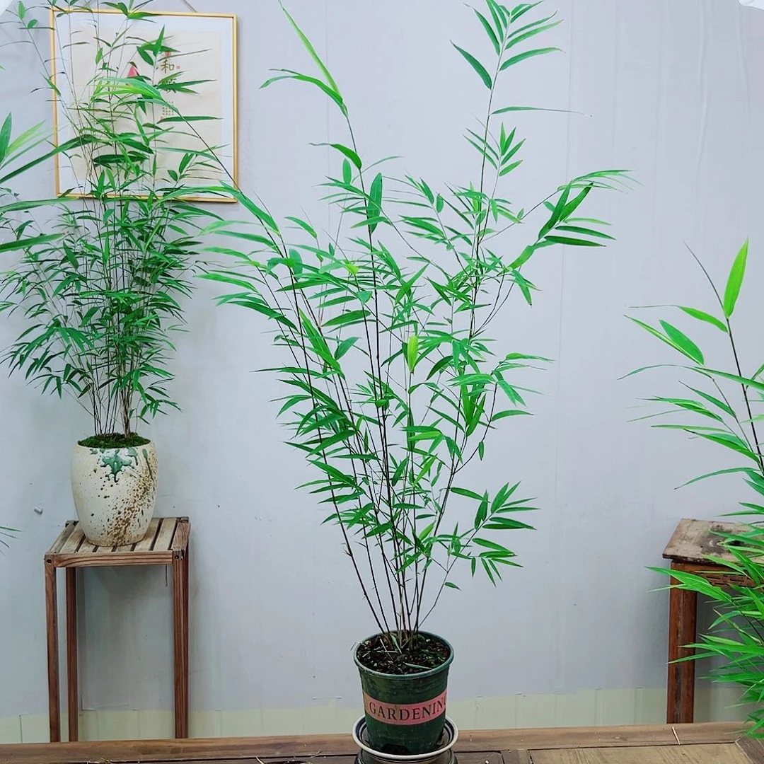 不开花植物内门竹