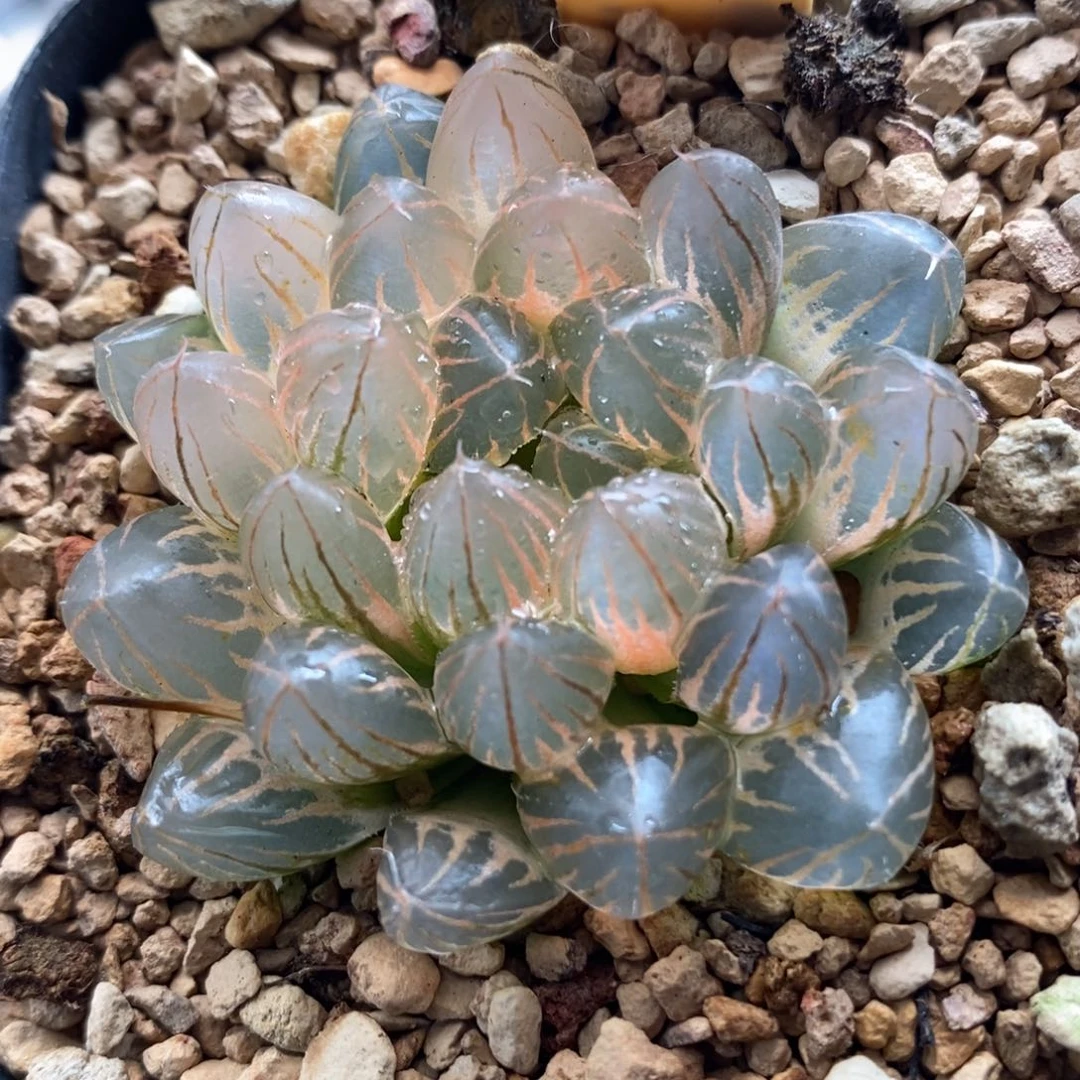 309糊斑霓虹灯玉露锦