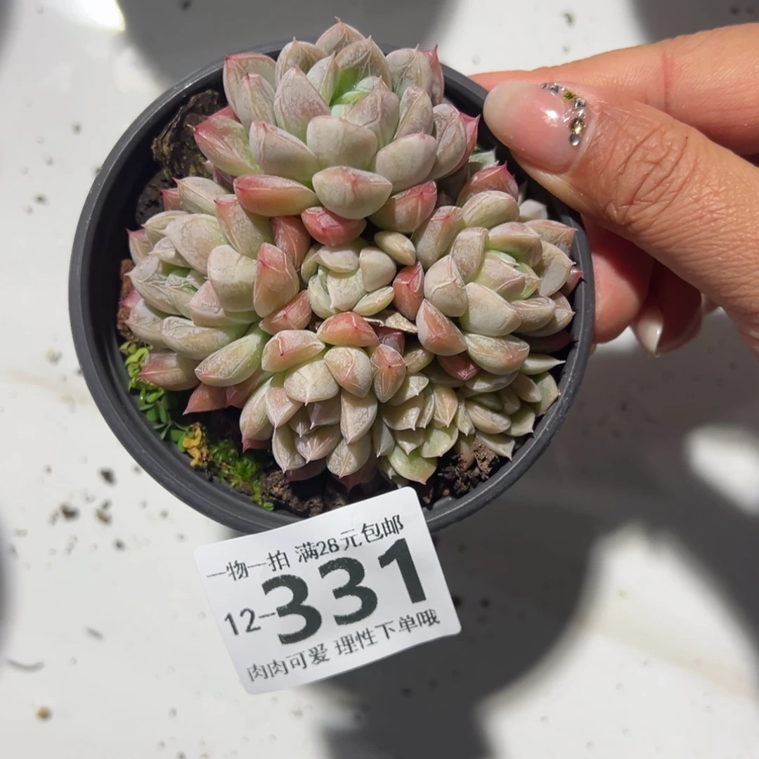 亢*艾莎多肉多肉多肉多