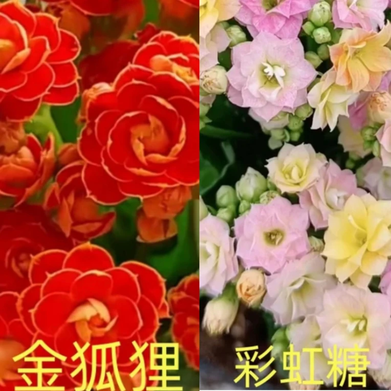 粉丝专享（金狐狸加彩虹糖）2盆80室内桌面盆栽