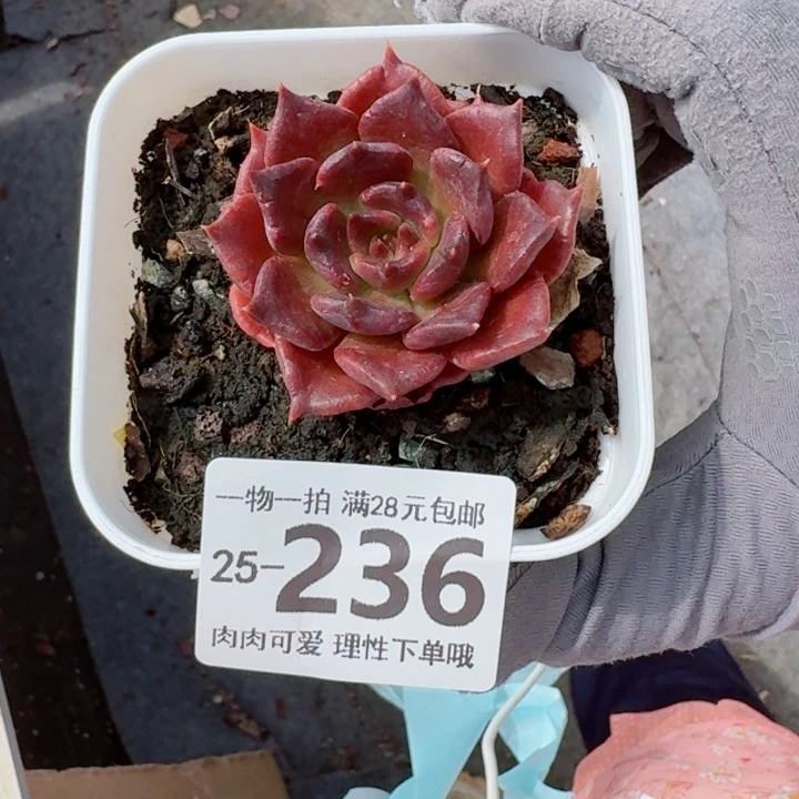黑饺子皮无盆土无盆土