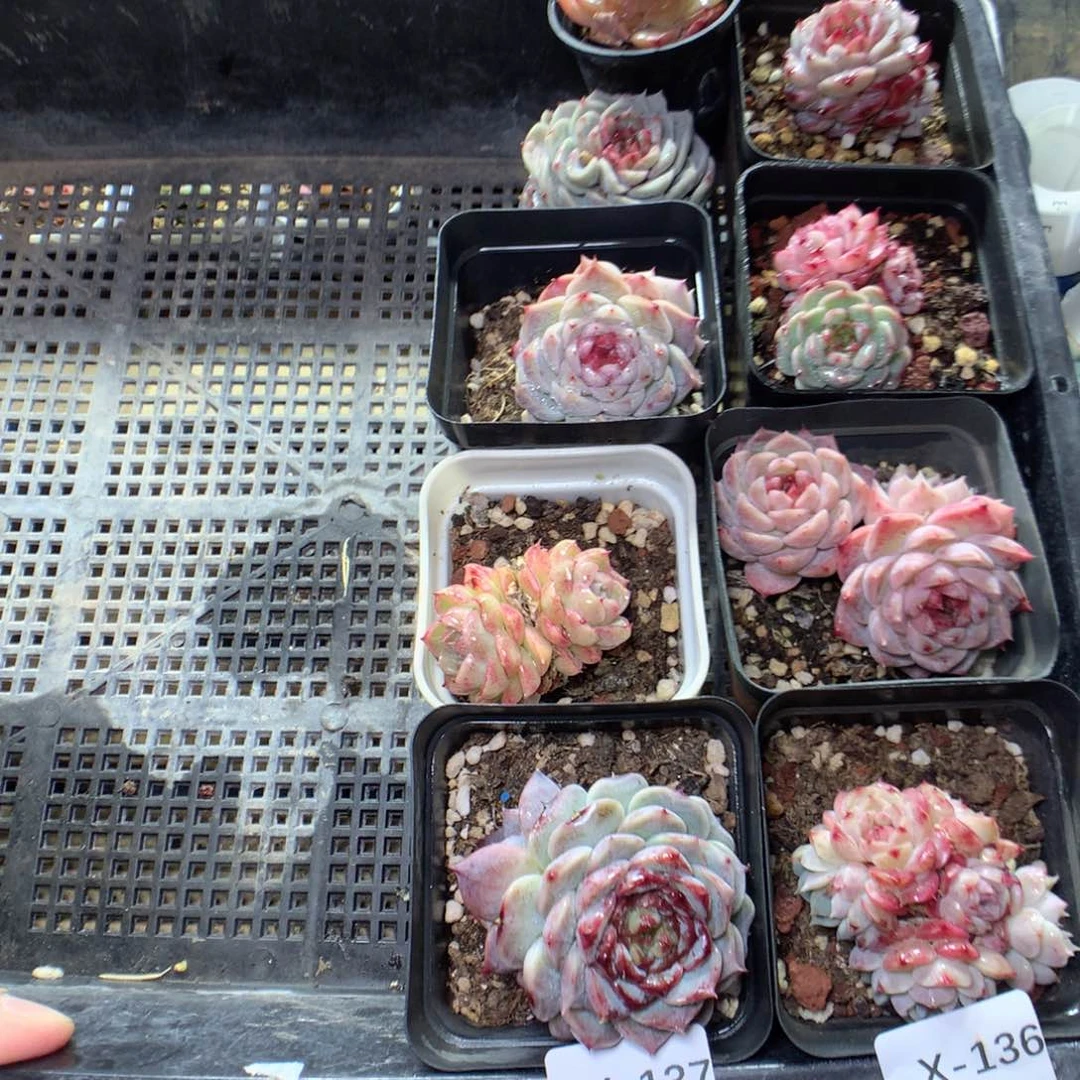 X137y y y y y y y y y y