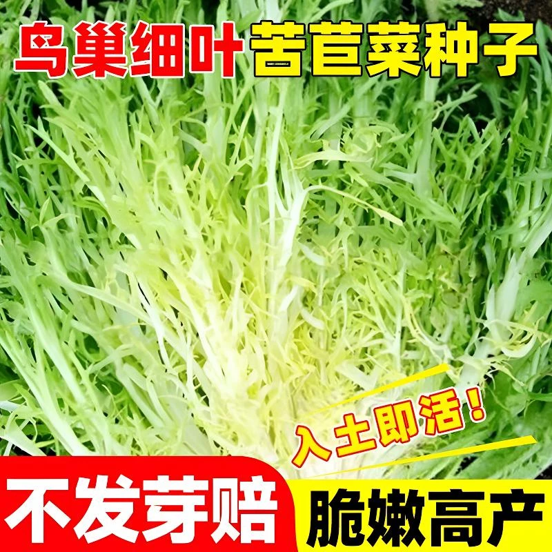 苦苣种子苗细叶苦菊黄心苦菜耐寒耐冻农家四季蔬菜孑种籽菜籽大全