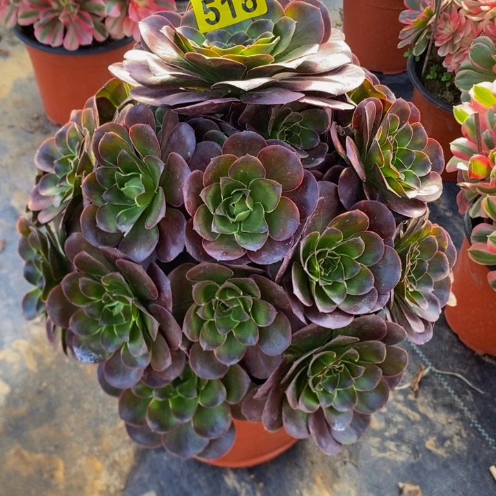 雪***音多肉美金玫瑰5180000