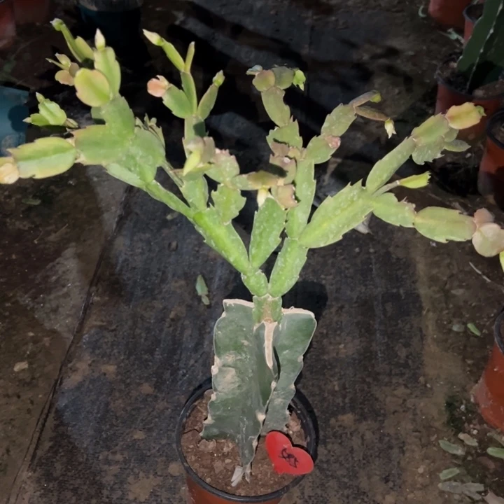 人***态当前无花栽培后可以开花040  585