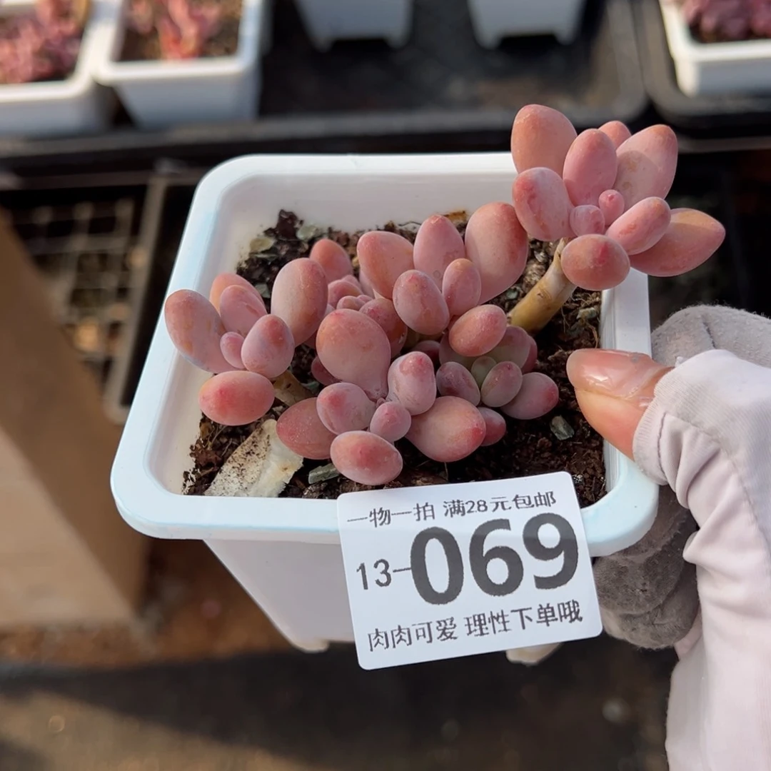 樱花奶多肉多多肉