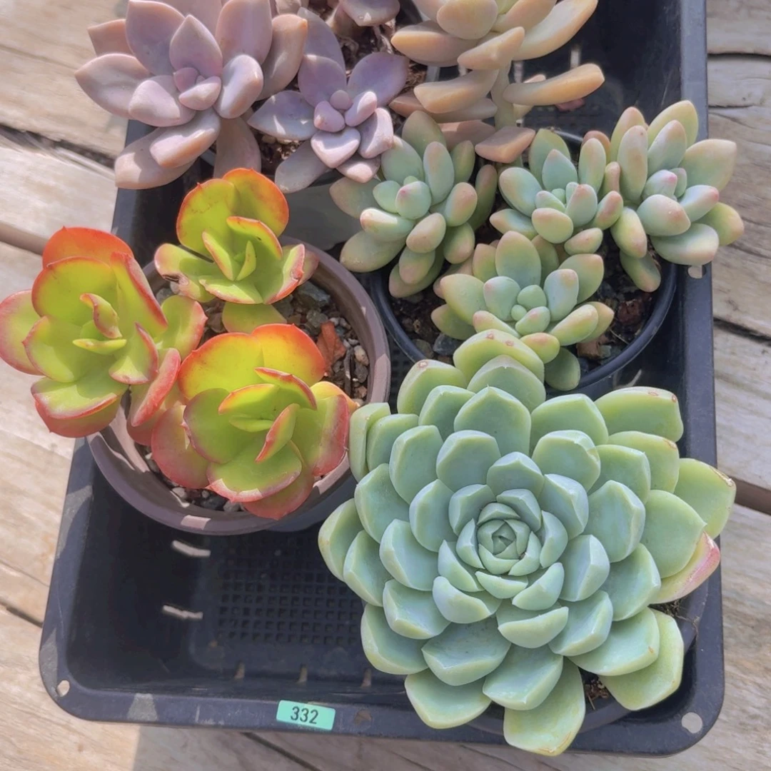 框拍一物一拍编号332