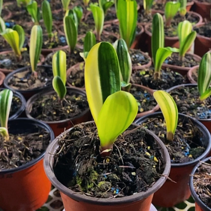 【闪购商品】无花朵二*