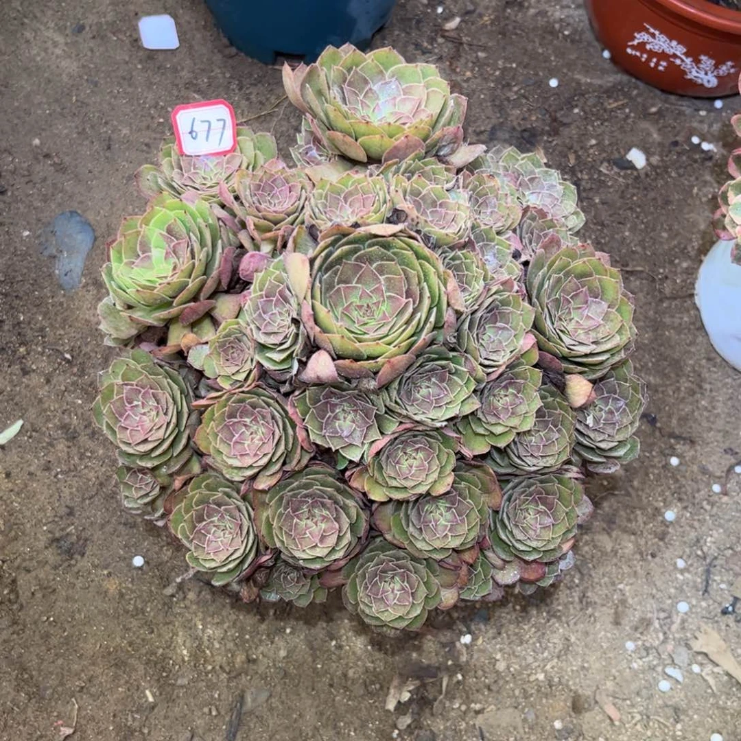 677多肉植物红魔法师