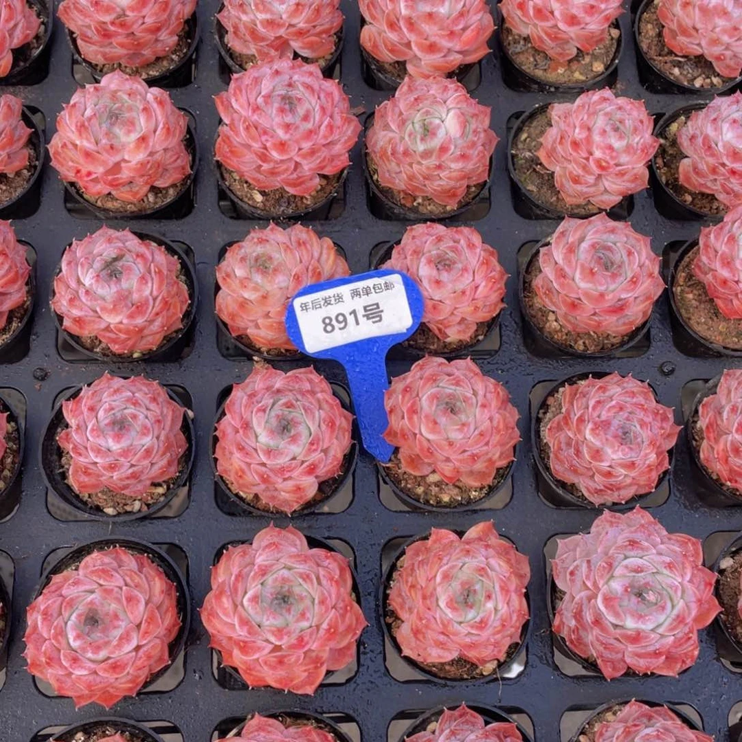 891号全状态粉冰魄单头两个