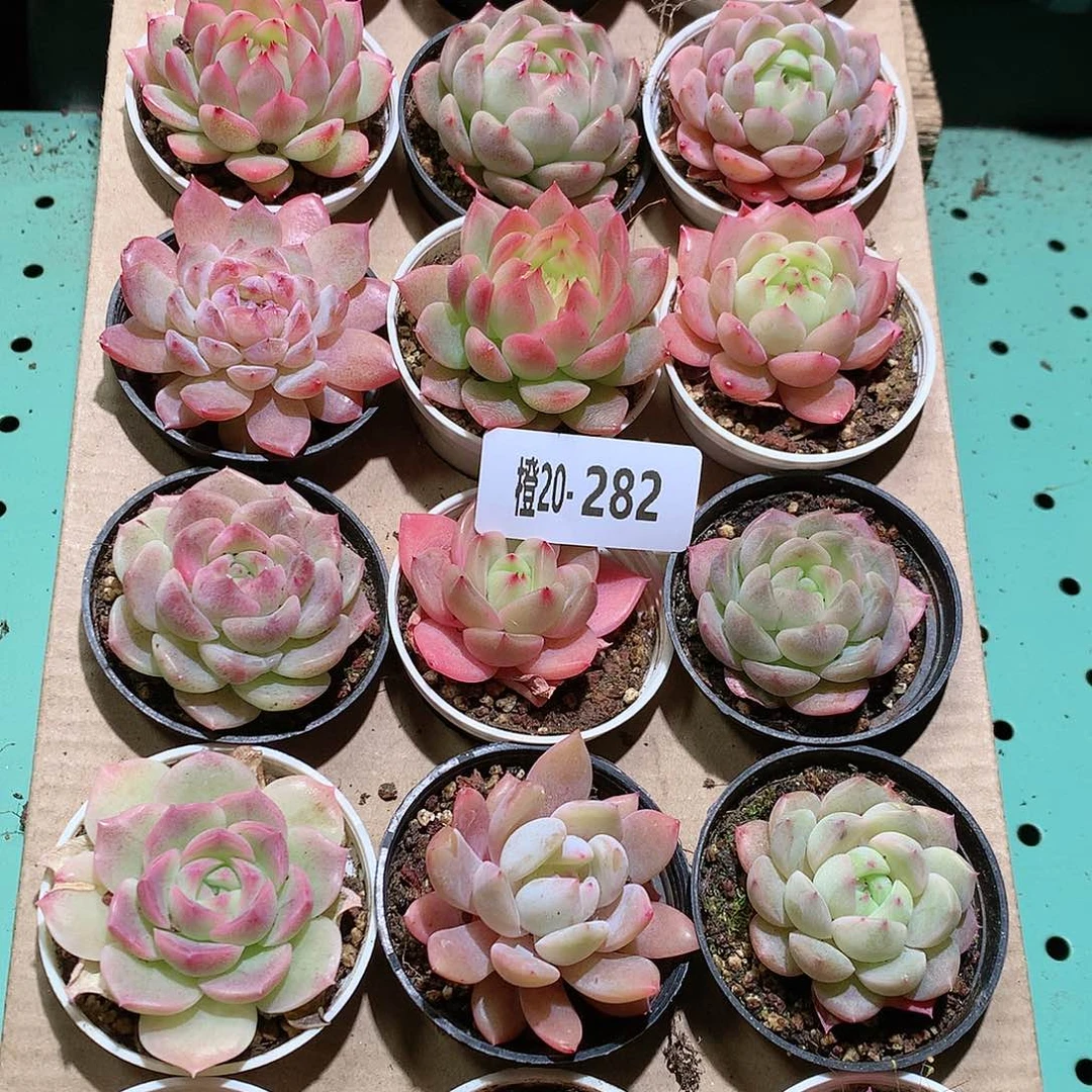 20-282一物一拍带盆18颗